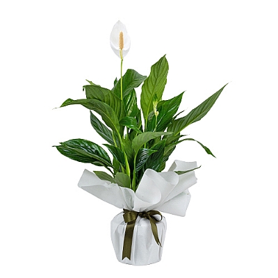 Spatifilyum iei (Bar iei)