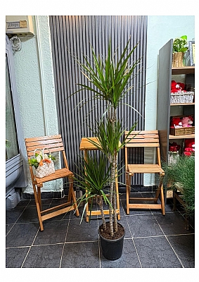 SAKSI ���E��