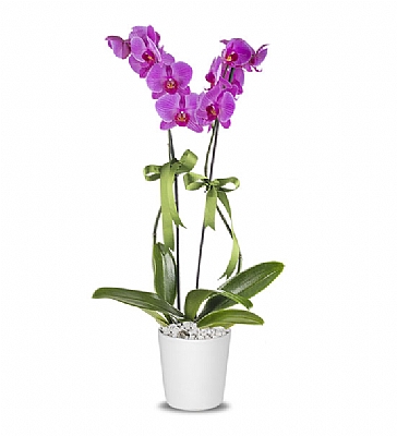 Holland (Decorium) �iftli Mor Orkide