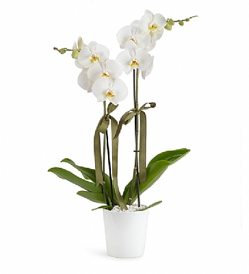 Holland (Decorium) Çiftli Beyaz Orkide
