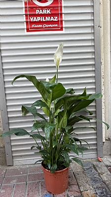 Spatifilyum iei (Bar iei)